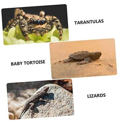 Transparent Reptile Breeding Box Durable Plastic Habitat with Ventilation for Lizards and Insects Pet Feeding Container for Comfortable Living Environment