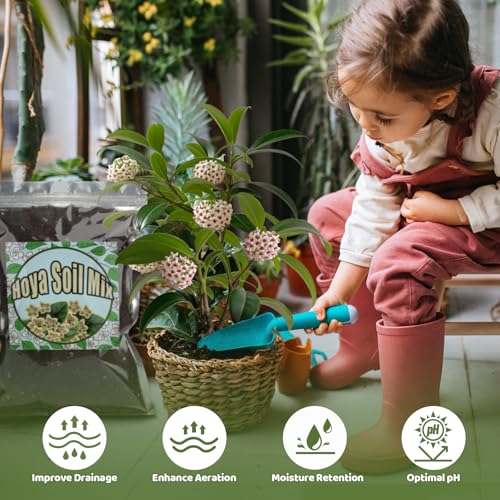 Doter Potting Soil Mix for Hoya 2qt, Custom Hand Blended Mixture Suitable for Indoor/Outdoor Potted Fern Plant - size: 2qt