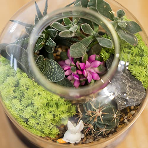 Yangbaga Large Glass Terrarium Succulent Plant Terrarium House for Plant/Moss Ball/Glass Fish Tank Mini Table with Wood Base & Ball lid Office Home Decoration - size: H-7IN