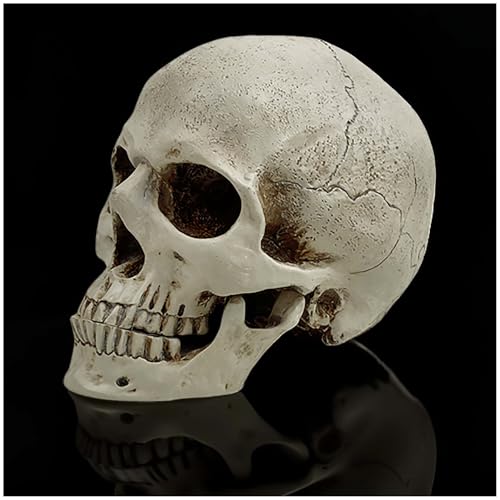 Realistic Resin Human Skull Decor – Life-Size Halloween Skeleton Head with Removable Jaw, Macabre Fake Skull Prop for Home, Office, or Haunted Display