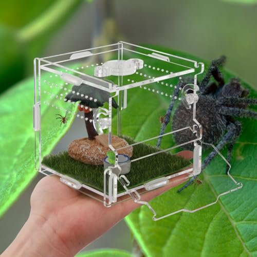 Jumping Spider Enclosure 4x4x4 Acrylic Clear Cage - color: Transparency-Basic