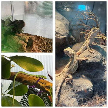 83 Gallon Bearded Dragon Tank 48x20x20in, Insulated Reptile Enclosure with Hollow Sunlight Panels, Aluminum Frame, Locking Sliding Glass Doors & Mesh Screen Top