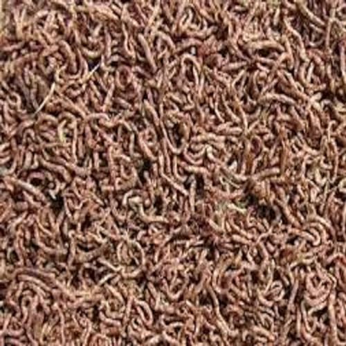 Bloodworms, Freeze Dried Grade A Fresh Floating Bloodworms for All Tropical Fish, Bettas, Discus, Cichlids, Community Fish, Turtles, Carnivore Tropical Fish - 1-lb - size: 1 Pound (Pack of 1)