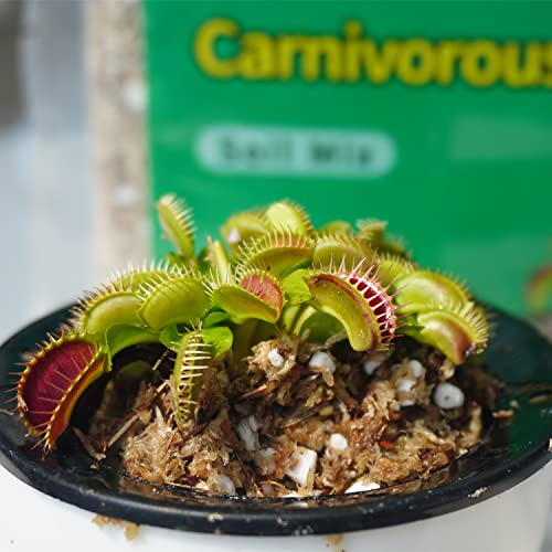 Carnivorous Plant Soil Mix 2 Qts, Include Perlite and Sphagnum Moss Debris, Great Potting Soil for Venus Fly Traps, Pitcher Plants, Sundews - size: 2 Quarts