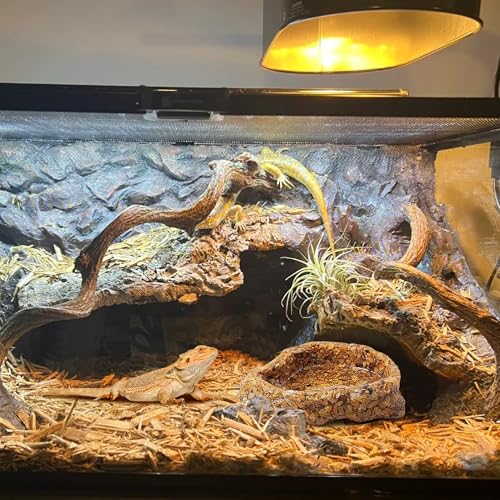 Water Dish for Amphibians，Reptile Food and Water Rock Bowls，Terrarium Decor for Reptiles and Other Little Critters，Terrarium Bowls Small Size