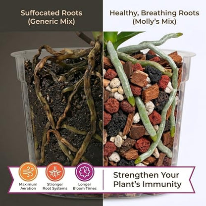 Molly's Orchid Potting Mix - Premium Gritty Soilless Orchid Mix - Chunky High Drainage vs Standard Potting Soil for Indoor Plants - Contains Bark, Coco Chips, Akadama, Pumice, Lava Rock 3 Dry Quarts - size: 3 Dry Quarts, style: Orchids