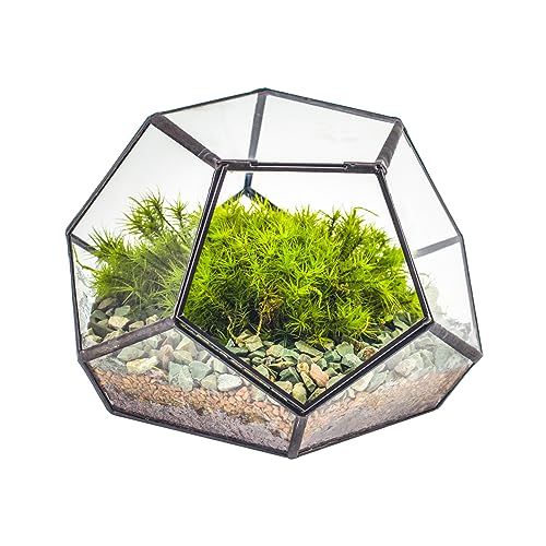 NCYP Small Glass Geometric Terrarium with Door -7.1x7.1x4.7 inches - Black Pentagon Closed Planter Pot for Succulents, Air Plants - Home Garden Office Tabletop Decoration Box (Terrarium Only)