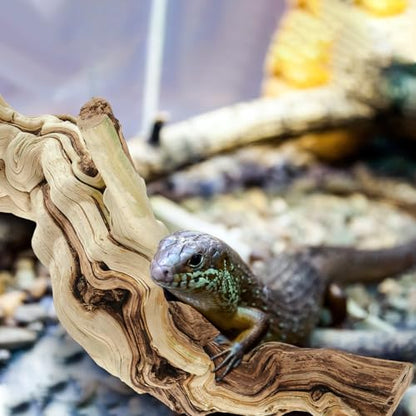 Janinka 18-20" Length Large Wood Reptile Branch for Bearded Dragon Driftwood Reptile Climbing Habitat Decoration for Terrarium Tree Trunk Ornament Gecko Frog Chameleon Spider - size: 18-20"