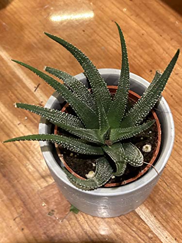 Succulent & Cactus Plant Potting Soil Mix Peat Moss & Perlite, 1 Quart (1qt 4 Level Cups) - size: 1qt