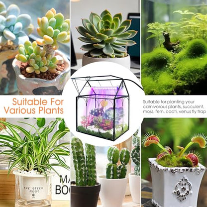 Plant Terrarium Kit with Grow Light, Rifny Small Glass Terrarium Jar with Absorbent Mat and Lid for Venus Fly Trap Succulent Live Air Plants Indoor Home Office Decor (Black, 7.1 x 4.8 x 8.8 inch) - size: Black-Small with Plant Light