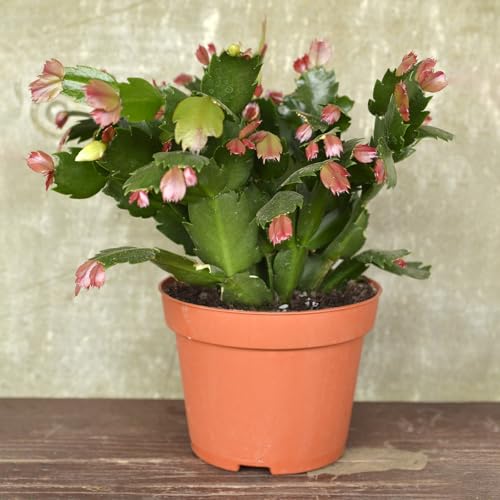 Doter Christmas Cactus Potting Soil Mix 2qt, Ideal for Succulents, Christmas Cacti, and Other Indoor Potted Plantings - size: 2qt