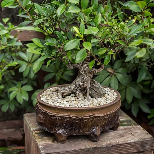 SuperMoss Horticultural Pumice Stone for Bonsai, Succulent, Cactus, Garden Soil Amendment 1/4″ Particle Size, 1 Quart Bag - size: 1 Quart