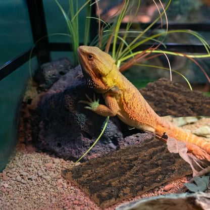 Ipetboom 3 Pcs Natural Cork Bark Terrarium Background 7.87X4.13X0.59In Reptile Tank Decor Aquarium Bark Wall Habitat for Gecko Lizard Tortoise Frog