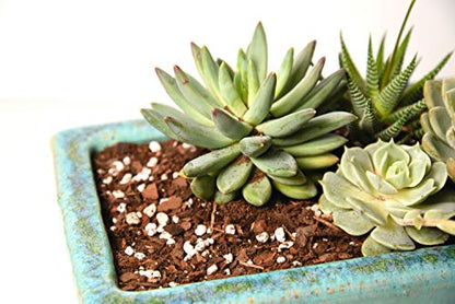 All Natural Succulent and Cactus Soil Mix by Perfect Plants | Made in the USA | 4 Quarts for All Succulent Varieties | Formulated for Proper Drainage - size: 4 quarts