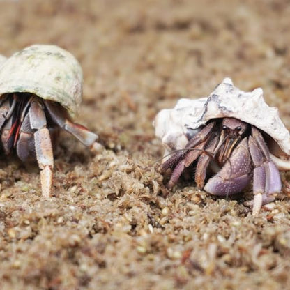 Natural Premium Sphagnum Moss Fiber Substrate for Hermit Crab, Ideal Accessories for Hermit Crab Tanks, Great for Mixing with Hermit Crab Sand (Pack of 2) - size: 2QT (Pack of 2)