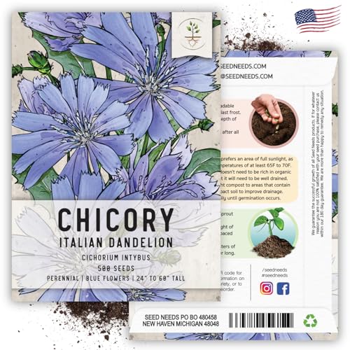 Seed Needs Chicory Seeds to Plant Italian Dandelion Blue Flowers 5 Packs - size: 5 Packs, style: Italian Dandelion