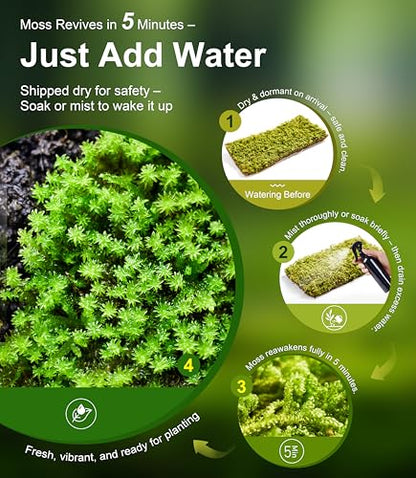 Lucky Runes Live Moss 4-Pack for Terrariums,Potted Plants & Floral Decor | Random Varieties, Easy to Revive, Dye-Free, Mixed Green Texture, Fairy Gardens, Bonsai, Potted Plants, Habitat Accent