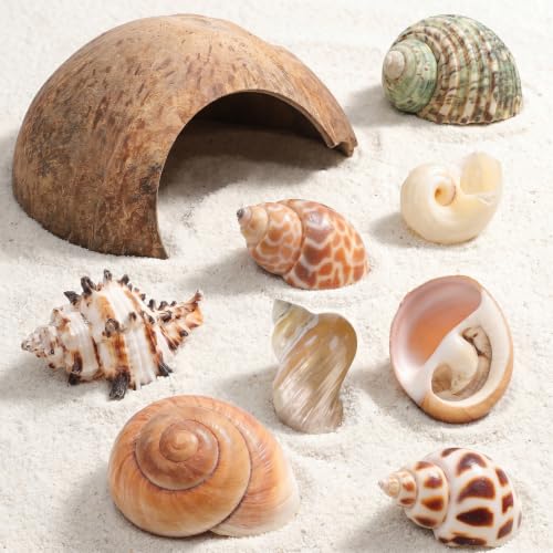 SHINEOFI Coconut Shell Hideout with 8 Large Hermit Crab Seashells Natural Reptile Shelter Small Pet Hide Cave for Aquarium Turtle Rest Hut and Lizard Habitat Decor