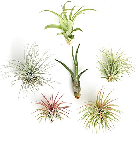 Shop Succulents | Assorted Collection | Variety of Species, Tropical House Plant for Home Décor, DIY Terrariums, 6-Pack - size: 6 Pack, style: Assorted Collection
