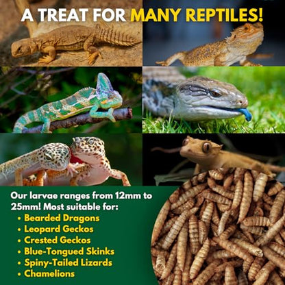 Black Soldier Fly Larvae, Bearded Dragon Food, Bugs for Reptiles, Worms for Geckos, Insect Protein, Baby Bearded Dragon Food, Made in USA (1 Pound (Pack of 1)) - size: 1 Pound (Pack of 1)