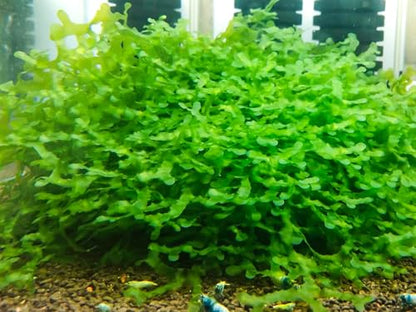 Enchanting Aquatic Moss Collection: Create a Lush Underwater Landscape with Easy-Care Varieties - Perfect for Aquarium Décor and Aquascaping (3 Subwassertang Moss - Golfball Size) - style: 3 Subwassertang Moss - Golfball Size