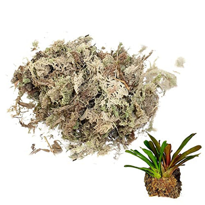 Sphagnum Moss Dried Spagnum Dry Moss for Reptiles Bedding and Terrarium Pet Supplies 150g Dried Moss Dry Moss for Reptiles Reptile Spagnum Moss Moss for Plants