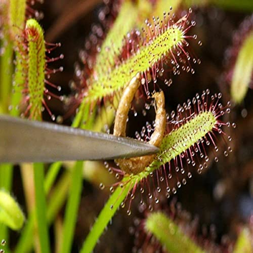 Bloodworms, Freeze Dried Grade A Fresh Floating Bloodworms for All Tropical Fish, Bettas, Discus, Cichlids, Community Fish, Turtles, Carnivore Tropical Fish - 2-lbs - size: 2 Pound (Pack of 1)