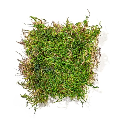 SuperMoss (22164) Feather Moss | Natural Green Moss Sheets for Crafts, Fairy Garden Decor, Wedding Table Runners, Reptile Tank Accessories, and Indoor Plant Soil Cover, 325 cu. in., Fresh Green - size: 325 cu. in.