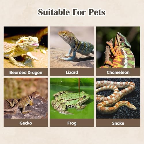 PINVNBY Reptile Resin Dinosaur Skull Decor,Crested Gecko Tank Accessories Hide Artificial Sabertooth Tiger Skull Skeleton Climbing Hideout Cave Landscape Decorations