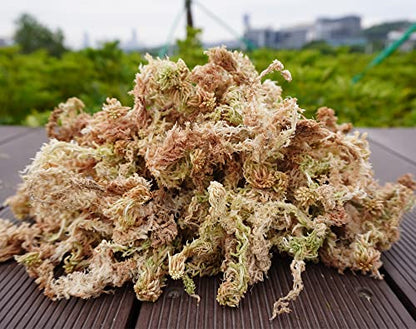 Sphagnum Moss 34QT for Plant Propagation, Great Orchid Potting Mix, Help with Maintain Humidity, 10oz - size: 10oz