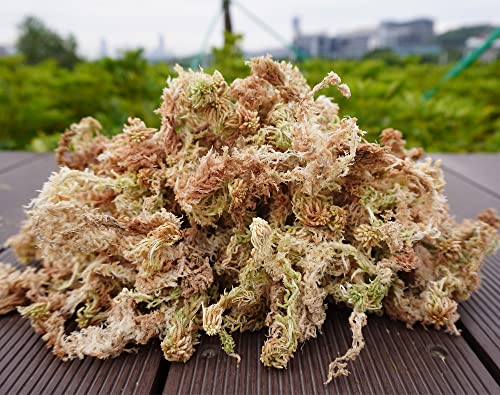 5oz Sphagnum Moss for Plant Propagation, Great Orchid Potting Mix, Help with Maintain Humidity - size: 5oz