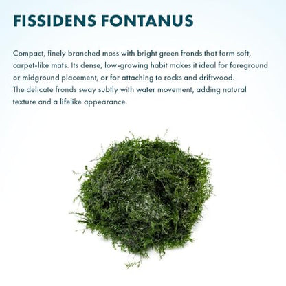 SubstrateSource Live Aquarium Plants on Driftwood, Lava Rock, Moss, Fiber Mat - Freshwater Fish Tanks - Easy, Beginner Friendly (Fissidens Fontanus, (One Golfball)) - color: Fissidens Fontanus - Golf Ball, size: 1 Pack