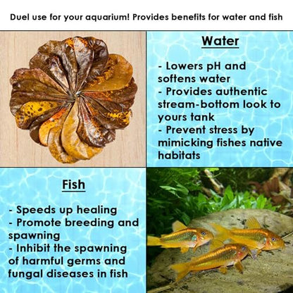 SunGrow 10 Pack Hermit Crab Large Catappa Indian Almond Leaves, Tarantula Dried Leaves for Spawning, Source of Cellulose and Nutrition for Isopods and Crickets, Create Humid Vivarium Habitat, 8”