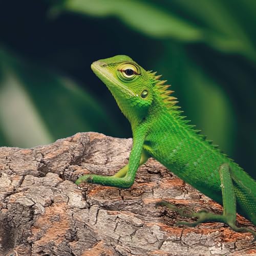 DOITOOL 4pcs Natural Cork Bark for Reptiles, Cork Flats Terrarium Background Decor, Lizard Gecko Bearded Dragon Climbing Platform, Small Reptile Habitat Tank Accessories