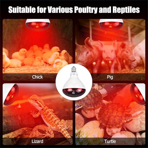 250W Infrared Heat Lamp for Chicken, Red Heat Light Bulb R125 2 Pack, Heat Lamp Bulb for Chick Croop, Reptiles, Pets, Food - size: 2 Piece