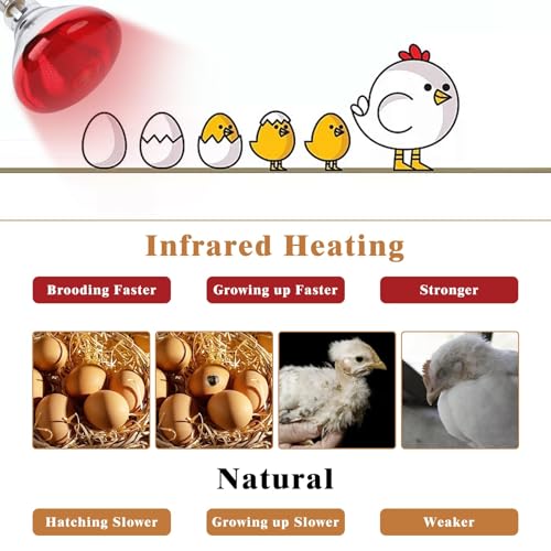 250W Red Heat Lamp Bulbs for Chicken,Infrared Flood Light Heat Lamp Bulb, Incandescent Light Heat Lamps for Chicks, Reptile, Pets, Par38 Glass E26 Base 2PCS - size: 250W 2PCS