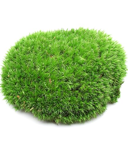 Fresh Real Live Moss Variety Pack for Orchids & Mini Landscapes DIY Terrariums, Bonsai, Reptile Habitats & Potted Plants | Revives Quickly with Mist, Soft Green Texture (Whole 8"x8" Leucobryum Moss)