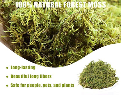 Dried Forest Moss for Plants 5.3oz / 3qt, Green Orchid Sphagnum Moss, Long Fibered Dried Moss for Succulents Garden Flowers Pot and Reptiles - size: 3qt/5.3oz