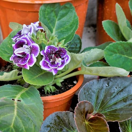 African Violet Potting Soil Mix 2qt, Pre-Mixed Acid Soil Ideal for African Violets to Ensure Optimal Nutrient Uptake and Vibrant Blooms - color: African Violet soil, size: 2QT