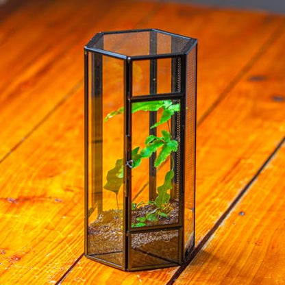 NCYP Glass Enclosure Terrarium with Mesh and Door for Small Spiders - Hexagon Shape, Small Mantis Vented Glass Terrarium 4.1'' x 3.6'' x 7.8'', Tabletop Decor, Black (Plants Not Include) - size: 4.1'' x 3.6'' x 7.8''