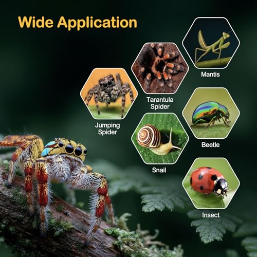 Glass Jumping Spider Enclosure Kit,Escape Proof Gothic Spider Tank | Fence Kits Terrarium Desktop Display Habitat for Jumping Spiders,Arboreal Tarantulas,Critter Keeper(No Plants)
