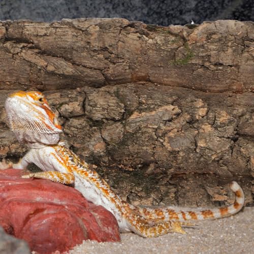 Totority 3pcs Bark Backdrop for Reptile Tanks Aquarium Background and Lightweight Terrarium Decoration Creates Comfortable Habitat for Lizard Snake Fish