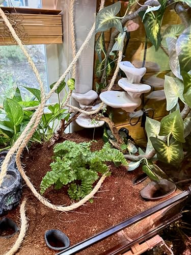 Mushroom Ledge for Terrarium – Climbing & Resting Platform with Suction Cups (Terracotta, 6''x4.5''x5.25'') - color: Terracotta
