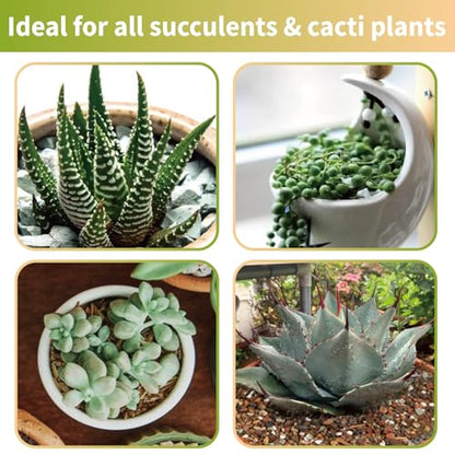 Doter Succulent & Cactus Soil Potting Mix 1qt, Chunky Dirt with Fast Draining Fits for Bonsai, Terrarium and Houseplant - color: Succulent & Cactus Soil, size: 1qt