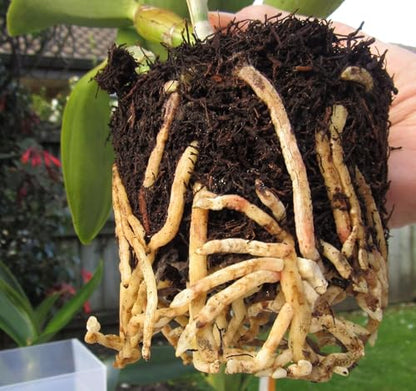 Generic Fern Wood New Zealand Tree Fern Soft Orchid Substrate, Organic Potting for Aeration and Longevity (40L), dark - style: 40L