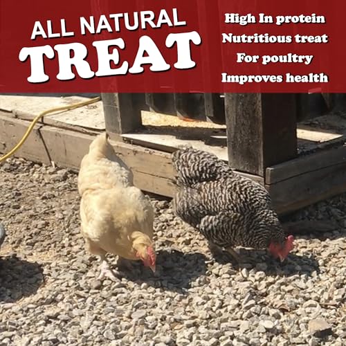 4LB Dried Mealworm & Fly Larvae
