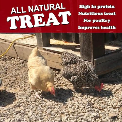4LB Dried Mealworm & Fly Larvae
