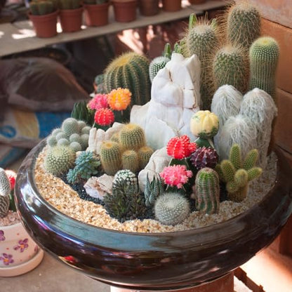 1-2mm Coarse Sand for Plants, 6lb Horticultural Sand for Succulents, Desert Silica Sand for Cactus, Vases, Aquariums, Terrarium, Fish Tank, Drainage Rocks for Potted Plants, Bamboo, Crafts