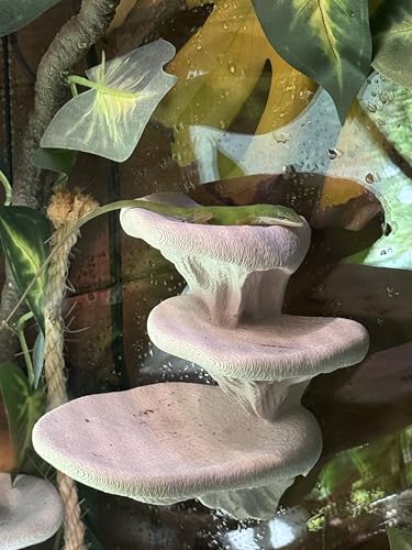 Mushroom Ledge for Terrarium – Climbing & Resting Platform with Suction Cups (Bone, 6''x4.5''x5.25'') - color: Bone