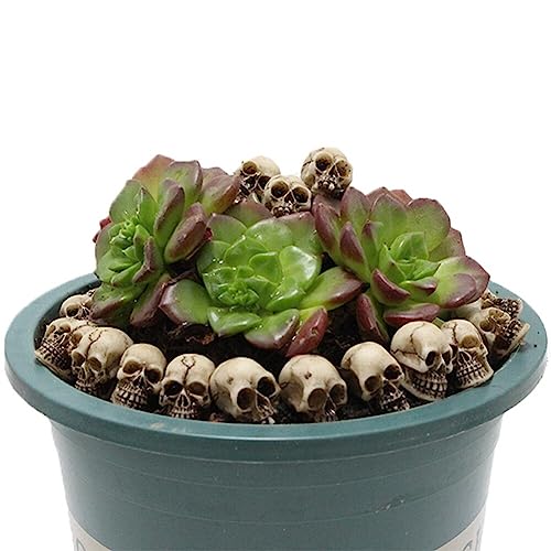 Eforcase 20PCS Miniature Skulls Heads Halloween Figurines Skeleton Skull Statues Ornament Halloween Prank Props Halloween Trick Toy Favors Crafts, Decoration for Desktop, Halloween and Easter
